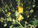 Indian Mallow/Abutilon palmeri