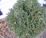 Boxwood by the House