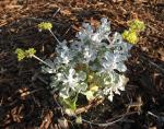 Eriogonum crocatum/Saffron Buckwheat