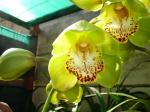 Cymbidium orchid cultivated under shade cloth