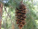 Pine cone from Big Cone Douglar Fir