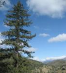 Big Cone Fir in the Sespe