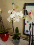 white Phal. Noid