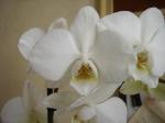 white noid phal