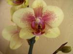 yellow/pink Phal. Noid