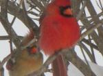 Cardinal pair just lounging