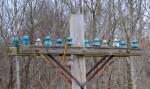 Glass insulators