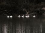 Pelicans on the San Jacinto River