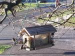 Finches on apple tree feeder