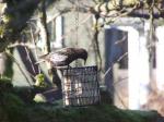 On top of suet cage