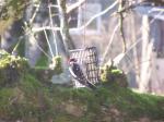 Hanging on to suet feeder