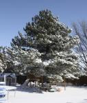 pretty pine in the snow