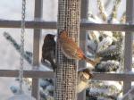 House finch and sparrow (left)