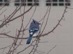 Blue Jay