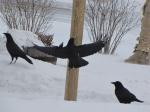 Crows....