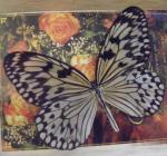 buterfly 1