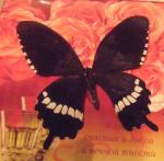 buterfly 2