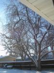 Crabapple tree in the winter