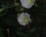 Possible mallow