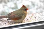 female cardinal