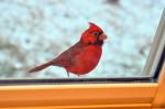 male cardinal