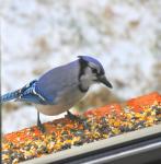 Breakfast on the ledge