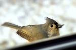 tufted titmouse