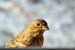 house finch