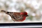 house finch peeking in