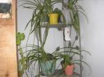 Spider plants-stand