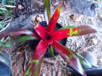 Neoregelia 'decor'