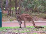 Kangaroo