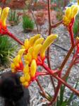 Kangaroo paw (unopened flowers of anigozanthos)