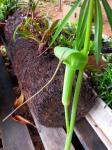 Arisaema Consanguineum