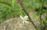 Micro mini lime flower