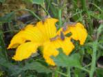 pumpkin flowers apparently taste great