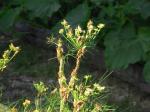 lucky it's only the fennel.