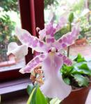 Miltonia bluntii