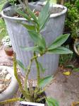 Dendrobium delicatum 'alba'