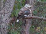 kookaburra