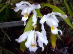 coelogyne cristata