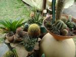 some of the smaller cacti