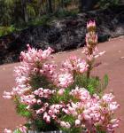 Erica Ventricosa globosa