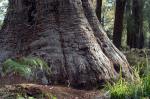 Eucalyptus jacksonii (red tingle tree)