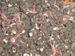 The worms....