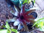 Neoregelia 'midnight'