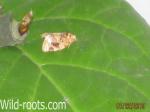 Unknown Moth