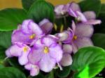 african violets