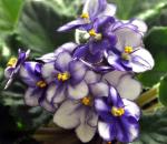 african violets