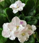 african violets